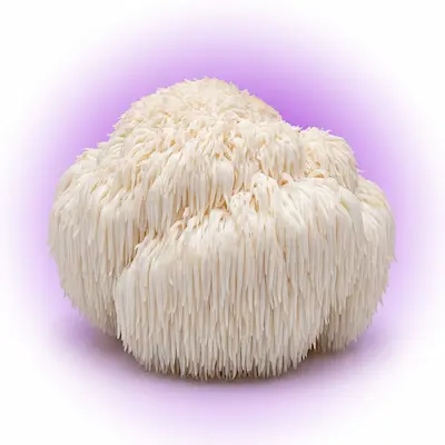 Lion's Mane mushroom