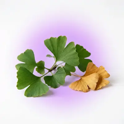 Ginkgo Biloba